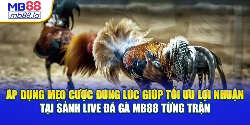 Áp dụng mẹo cược đúng lúc giúp tối ưu lợi nhuận tại sảnh Live đá gà MB88 từng trận