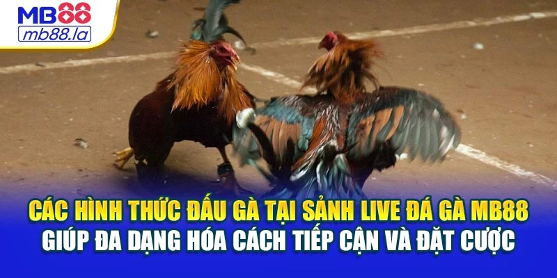 Các hình thức đấu gà tại sảnh Live đá gà MB88 giúp đa dạng hóa cách tiếp cận và đặt cược