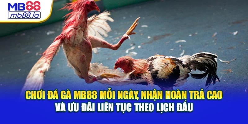 Chơi đá gà MB88 mỗi ngày, nhận hoàn trả cao và ưu đãi liên tục theo lịch đấu