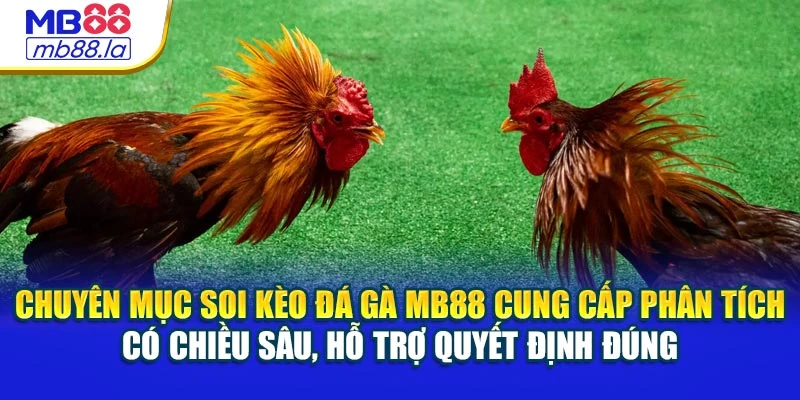 Chuyên mục soi kèo đá gà MB88 cung cấp phân tích có chiều sâu, hỗ trợ quyết định đúng