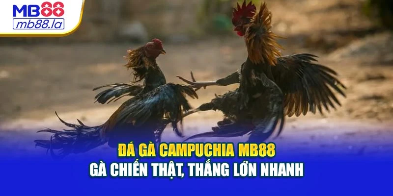Đá Gà Campuchia MB88 - Gà Chiến Thật, Thắng Lớn Nhanh
