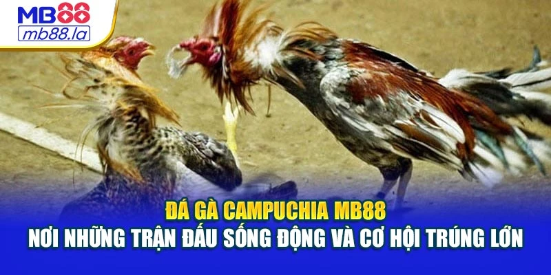 Đá gà Campuchia MB88 – nơi những trận đấu sống động và cơ hội trúng lớn