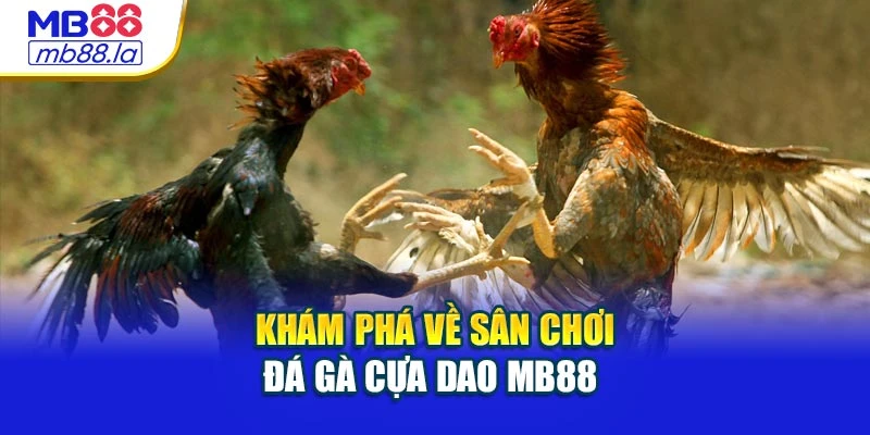 Khám phá về sân chơi đá gà cựa dao MB88 