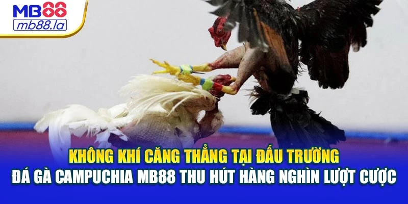Không khí căng thẳng tại đấu trường đá gà Campuchia MB88 thu hút hàng nghìn lượt cược