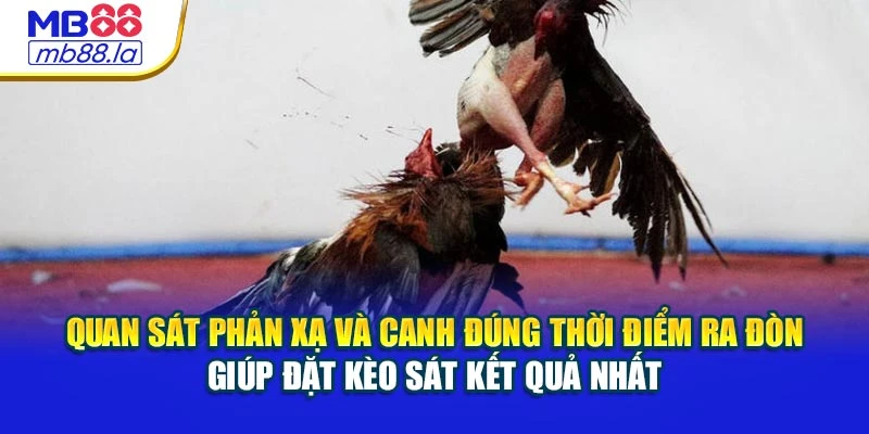 Quan sát phản xạ và canh đúng thời điểm ra đòn giúp đặt kèo sát kết quả nhất