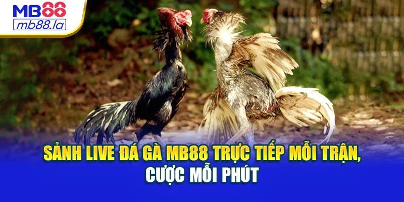 Sảnh Live Đá Gà MB88 Trực Tiếp Mỗi Trận, Cược Mỗi Phút