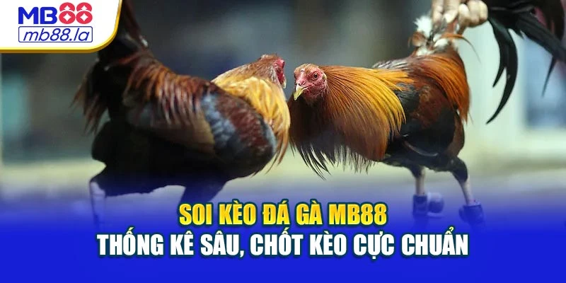 Soi Kèo Đá Gà MB88 - Thống Kê Sâu, Chốt Kèo Cực Chuẩn