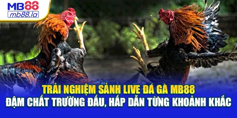 Trải nghiệm sảnh Live đá gà MB88 đậm chất trường đấu, hấp dẫn từng khoảnh khắc