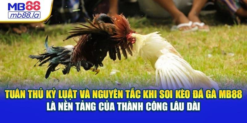 Tuân thủ kỷ luật và nguyên tắc khi soi kèo đá gà MB88 là nền tảng của thành công lâu dài